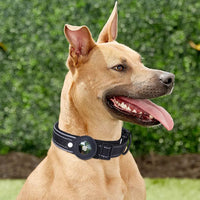 Correa Seguridad Pet para GPS