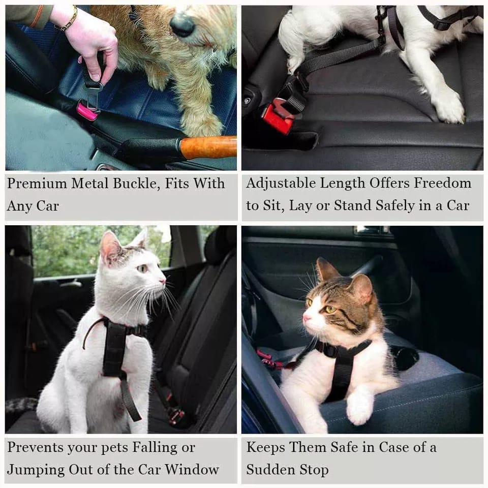 Correa Seguridad Car Pet